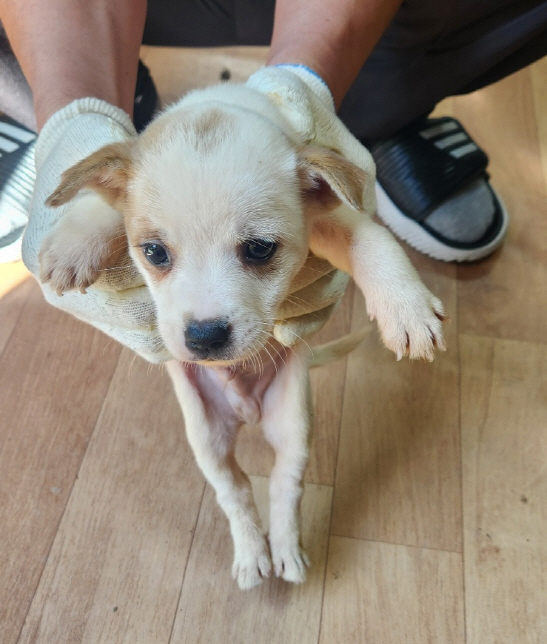 예천군유기동물보호소_447523202400511